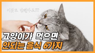 고양이가 먹으면 안되는 음식, 심하면 죽을수도 있다고!?