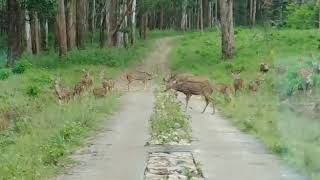 മുത്തങ്ങ വന്യജീവിസങ്കേതം, പുള്ളിമാൻ