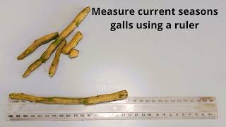 Monitoring for citrus gall wasp