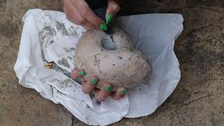 Prepping an ammonite with Teeth Marks?! Fossil Friday