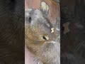 カピバラ「手品やるで」capybara magic 大道芸 capybara