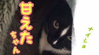 【#Shorts#Youtubeショート動画#ソックス#甘えん坊#可愛い】可愛い赤ちゃん💕カンガルーの赤ちゃんみたいになりました🤭💖