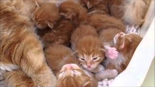 【ペトハピ】生後14日目のメインクーンの子猫たち