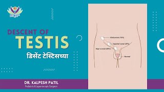 Descent of Testis | Abdomen - Dr. Kalpesh Patil, Pune