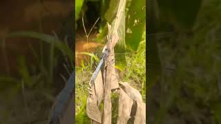 BLUE MARSH HAWK Orthetrum glaucum MALE നീല വ്യാളി #shorts #dragonfly