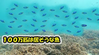 100万匹位居る小魚ソラスズメダイが面白いから探してみて【海の生き物の生態解説】