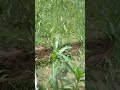 82cc 2stroke power weeder powertiller shortvideo ytshorts trending trendingshorts