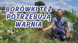 CZY BORÓWKA POTRZEBUJE WAPŃ? Nawożenie borówek wapniem (nie wapnem)