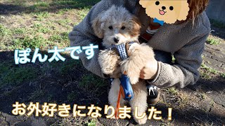 ついにお散歩デビュー！初めてのお散歩にウキウキな子犬【トイプードル】