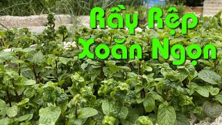 Cách Diệt Rầy Mềm Rệp Mềm Gây Xoăn Ngọn Hoặc Bám Trên Lá