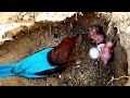 Kingfisher Bird Hatching and Feeding Babies in Nest