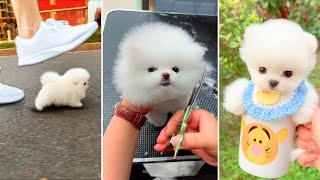 Tik Tok Chó Phốc Sóc Mini 😍 Funny and Cute Pomeranian #371