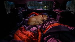Cozy car camping with my dog | ASMR| Rain on car window | The sound of rain for a good night's sleep