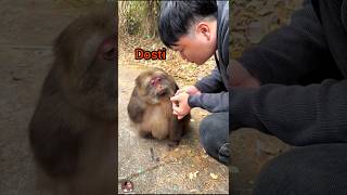 বানরের সাথে মানুষের বন্ধুত্ব। । #monkey #man #friendship