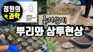 [정원의 과학] 삽목둥이 옮겨심기 | 화초, 나무 옮겨 심을 때  이것! 꼭 주의하세요 | 옮겨심었는데 말라죽는다? | 삼투현상 | 정원 기초 과학원리