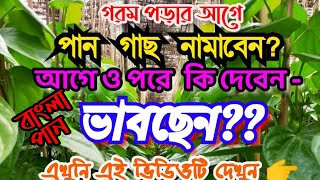 বাংলা পান বরজ এ এখন কি সার দেবেন | বাংলার পান চাষ