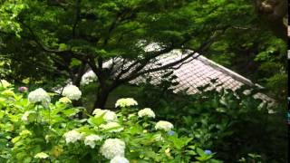 2015　6月11日明月院の紫陽花