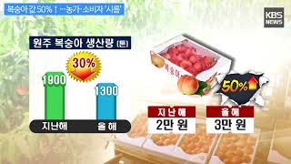 [KBS뉴스춘천] 복숭아 값 50%↑…농가·소비자 ‘시름’