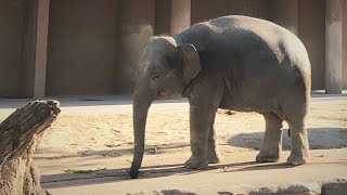 【東山動植物園公式】アジアゾウ『さくら』の朝 《 アジアゾウ　ゾウ 》