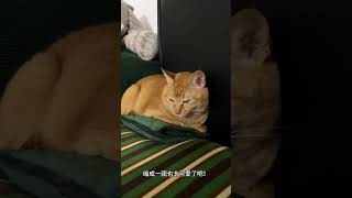 缩在热水袋上的小猫咪 上热门 萌宠出道计划 记录猫咪日常 我镜头下的小猫 雀猫