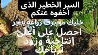 مش هتبطل زراعة بنجر كل سنه لو عرفت السر ده. #لاتنسوا_الاشتراك_فالقناة_وفعلو_الجرس