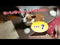 【12歳の誕生日】コーギー天ちゃん12才のお誕生日会 corgi s birthday party