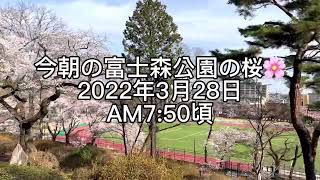 桜はソメイティ？とミライトワのコラボが楽しめる今朝の富士森公園の桜（2022年3月28日AM7：50頃）