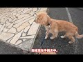 ゴールデンレトリバー〜アクアとピノ〜群馬県の「世界の名犬牧場」に遊びに行ってきたよー。20230115