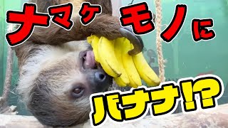 【大食い】フルーツを与えたら豹変するナマケモノが凄すぎた！Slothmeal