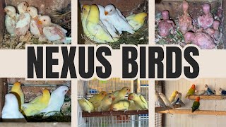 Albino, Creamino, and Pale Fallow Lovebirds Breeding Setup