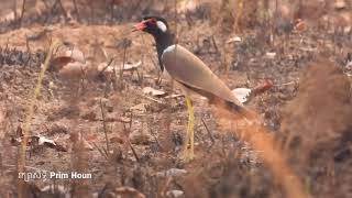 ស្គាល់សត្វដែលដេកជើងឡើងលើអត់ ហិហិ