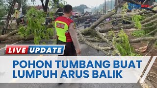 Pohon Besar Tumbang akibatkan Arus Balik Lumpuh 2 Jam di Kecamatan Jamanis Kabupaten Tasikmalaya