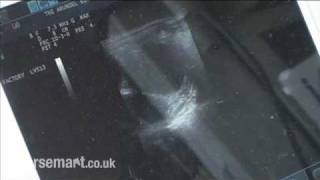 How and why it is essential for a mare to have a pre-breeding examination