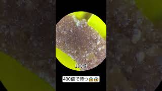 M\u0026Mを400倍に拡大すると本当にすごい！   #microscope #science #sciencemicroscope