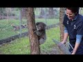 rescued koala released back to the wild