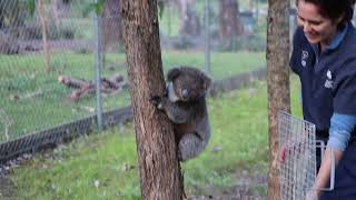 Rescued koala released back to the wild