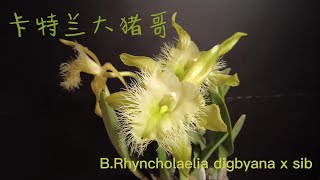 柠檬清香的卡特兰大猪哥 B.Rhyncholaelia digbyana x sib