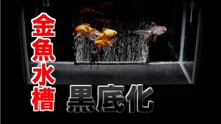 【アクアリウム】 金魚水槽の黒底化 【黒底金魚水槽】