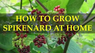 HOW TO GROW SPIKENARD AT HOME