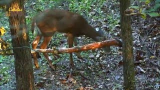 Midwest Whitetail | Make a Horizontal Rub for Deer