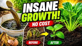 "No Chemicals. No Cost. Just Insane Plant Growth!" 3 Dirt-Cheap Tricks to Explode