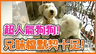 超人氣寵物排行榜！飼養寵物經驗分享！｜寵物鑑定團 EP7｜黃嘉千 徐婕兒