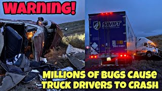 Millions Of Bugs Cause Truck Drivers To Crash 🤯Meet The Oldest Trucker In America 🫡