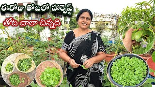 ఈరోజు తోటలో హార్వెస్ట్👌చూసి ఆనందించండి|| organic vegetables harvesting|| gardening vlog