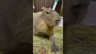 魔法耐性カンストなカピバラ #capybara