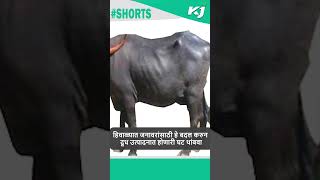 animal care: हिवाळ्यात जनावरांची दूध घट कशी थांबवावी | milk issue | milk rate update | animal news