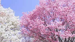 2018.03.25 ～春爛漫～ 新宿御苑の桜たち /Shinjuku Gyoen National Garden: Cherry Blossom