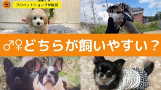 飼育初心者の疑問オスメスどっちが飼いやすい？