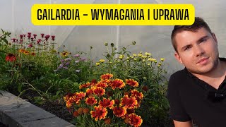 Gailardia - wymagania i uprawa jednej z najdłużej zdobiących bylin w ogrodzie