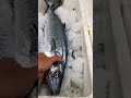 TANIGUE FISH (Spanish Mackerel) #asmr #fishing #fish #yummy #fresh #healthy #satisfying #viral